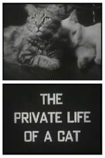 Watch The Private Life of a Cat (Short 1946) M4ufreemovies