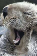 Watch Sea Otters - A Million Dollar Baby M4ufreemovies