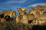 Watch Lion Gangland M4ufreemovies