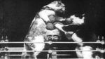 Watch The Boxing Cats (Prof. Welton\'s) M4ufreemovies