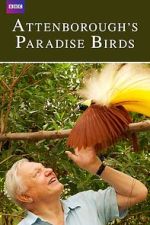 Watch Attenborough's Paradise Birds M4ufreemovies
