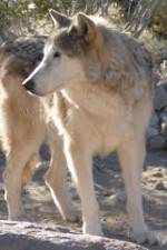 Watch National Geographic : Mystery of the Wolf M4ufreemovies