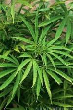 Watch Cannabis Whats The Harm Part 1 M4ufreemovies