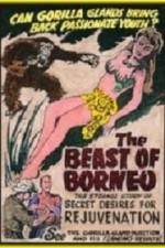 Watch The Beast of Borneo M4ufreemovies