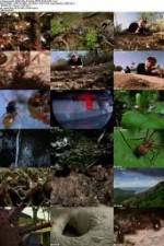 Watch National Geographic Wild - City Of Ants M4ufreemovies