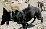 Watch SEAL Dog M4ufreemovies
