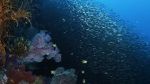 Watch Wild Window: Bejeweled Fishes M4ufreemovies