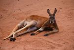 Watch Big Red: The Kangaroo King M4ufreemovies