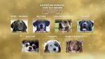 Watch American Humane Hero Dog Awards: 10th Anniversary Celebration (TV Special 2020) M4ufreemovies