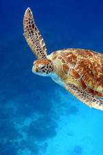 Watch Turtle M4ufreemovies