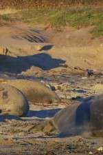 Watch Supergiant Animals M4ufreemovies