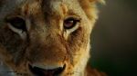 Watch Malika the Lion Queen M4ufreemovies