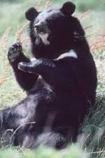 Watch National Geographic Wild : Black Bears Unleashed M4ufreemovies