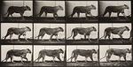 Watch Lioness Walking M4ufreemovies