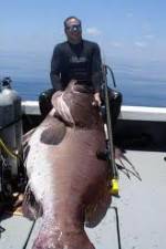 Watch National Geographic: Monster Fish - Nile Giant M4ufreemovies