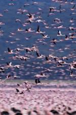 Watch The Crimson Wing Mystery of the Flamingos M4ufreemovies