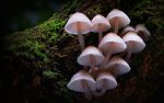 Watch Fungi: The Web of Life M4ufreemovies