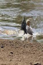 Watch National Geographic Wild Blood River M4ufreemovies