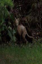 Watch National Geographic Hunt For El Chupacabra M4ufreemovies