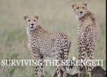 Watch Surviving the Serengeti M4ufreemovies
