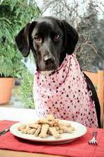 Watch The Truth About Your Dogs Food M4ufreemovies