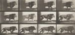 Watch Lion Walking M4ufreemovies
