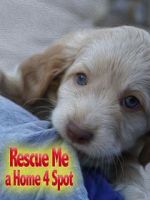 Watch Rescue Me: A Home 4 Spot M4ufreemovies
