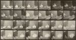 Watch Chickens Scared by Torpedo M4ufreemovies
