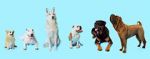 Watch How Dogs Got Their Shapes M4ufreemovies