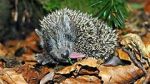 Watch Year of the Hedgehog M4ufreemovies