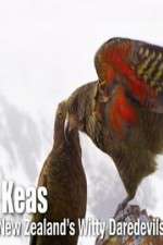 Watch Keas: New Zealand\'s Witty Daredevils M4ufreemovies