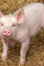 Watch Patent For A Pig: The Big Business of Genetics M4ufreemovies