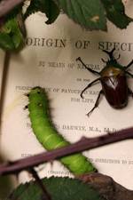 Watch Darwin's Struggle The Evolution of the Origin of Species M4ufreemovies