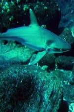 Watch National Geographic: Secret Shark Pits M4ufreemovies