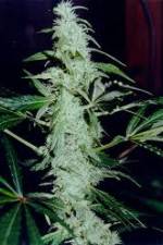 Watch Cannabis Whats The Harm Part 2 M4ufreemovies