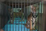Watch The Tiger Mafia M4ufreemovies