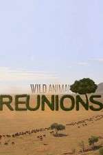 Watch Wild Animal Reunions M4ufreemovies