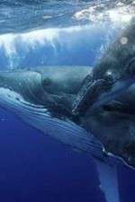 Watch Big Blue Live M4ufreemovies