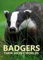 Watch Badgers: Their Secret Worlds M4ufreemovies
