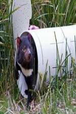 Watch Aussie Animal Island M4ufreemovies