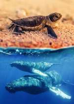 Watch Australia\'s Wild Moments M4ufreemovies