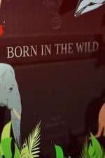 Watch Born In The Wild M4ufreemovies