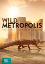 Watch Wild Metropolis M4ufreemovies