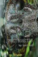 Watch Insect Dissection How Insects Work M4ufreemovies