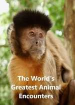 Watch World's Greatest Animal Encounters M4ufreemovies