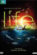 Watch Life M4ufreemovies