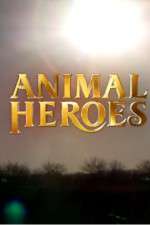 Watch Animal Heroes M4ufreemovies