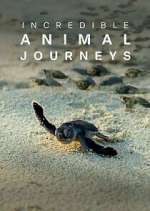 Watch Incredible Animal Journeys M4ufreemovies