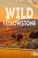 Watch Wild Yellowstone M4ufreemovies