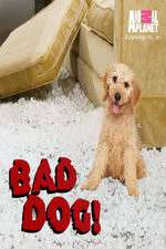 Watch Bad Dog! M4ufreemovies